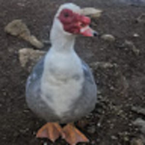 Meet your Posher, Kimber michelle